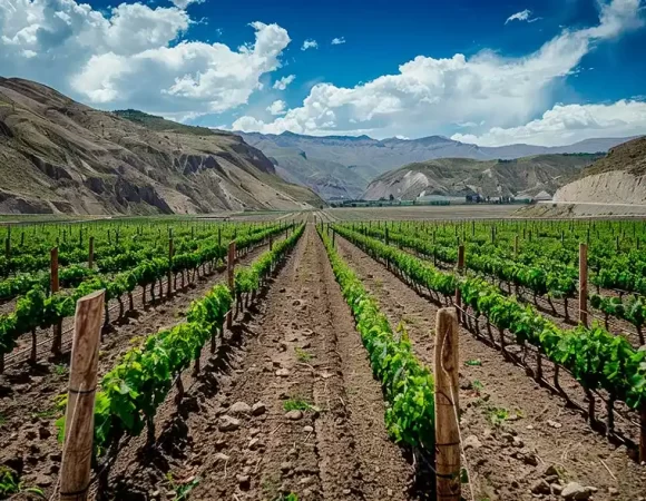 Vinos y viñedos bolivianos: Una experiencia inesperada