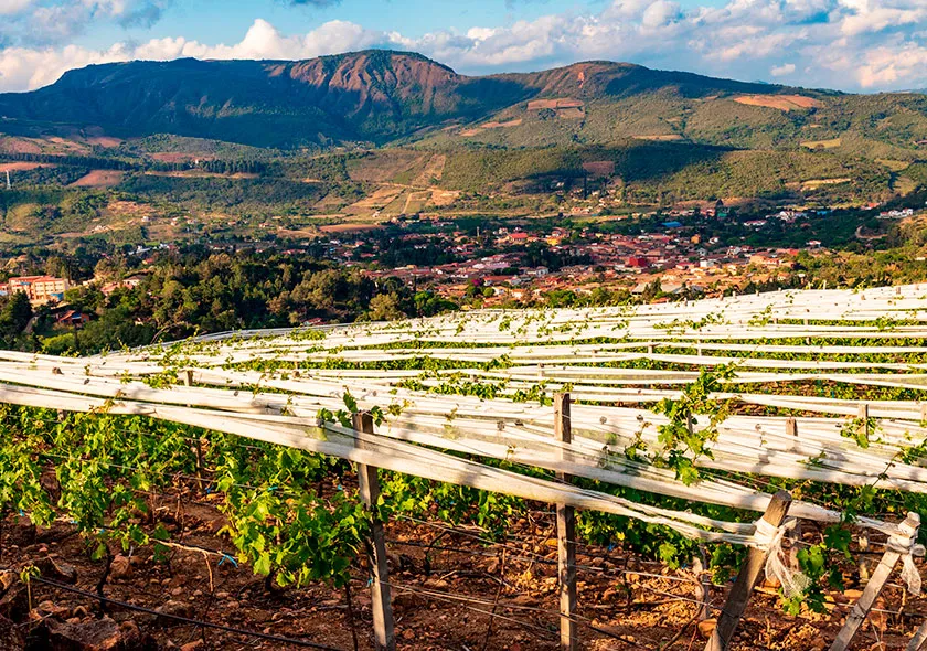 tarija-vino-bolivia-01