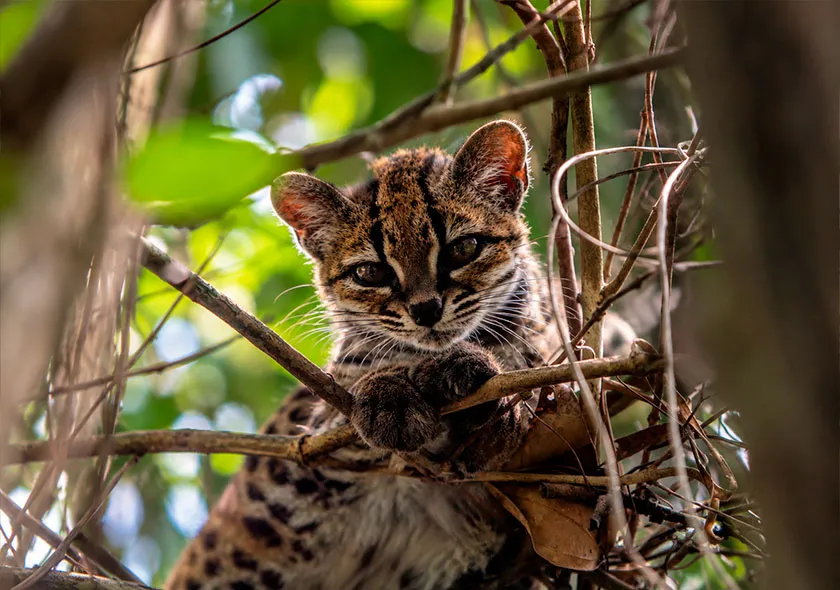 nueva-especie-de-felino-magri-tour-operator-03