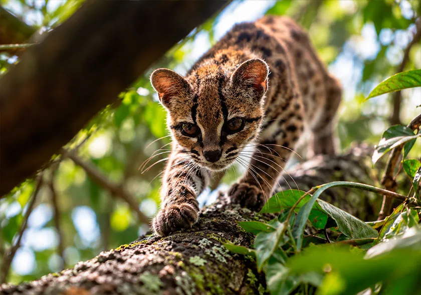 nueva-especie-de-felino-magri-tour-operator-04